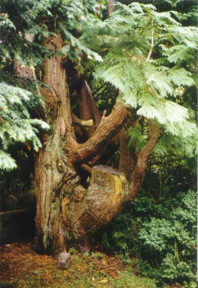 lochlomondtree.jpg